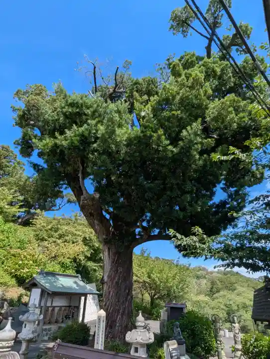 長谷寺(神奈川県)