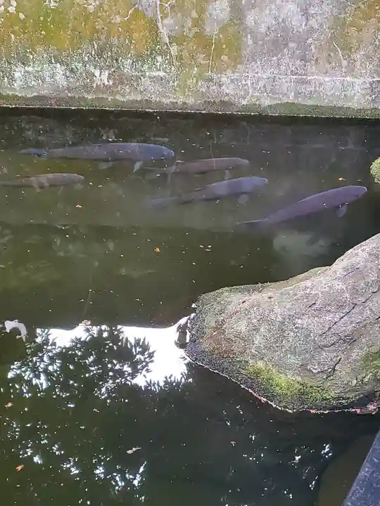 白蛇辨財天の動物