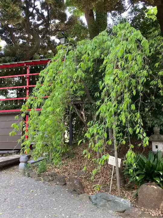居木神社の自然