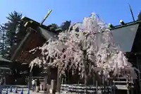 開成山大神宮の本殿・本堂