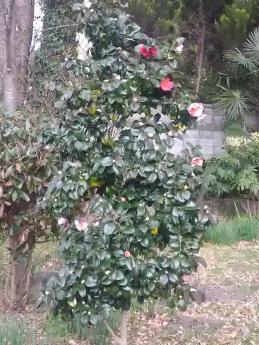 阿智神社の自然