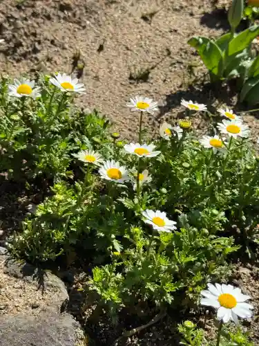 大鏑神社の{uncategorized: "未分類", other: "その他", undefined: "問題あり", building: "その他建物", grave: "お墓", sacred_gate: "鳥居", guardian: "狛犬", statue: "像", buddha: "仏像", history: "歴史", nature: "自然", garden: "庭園", animal: "動物", pagoda: "塔", temizu: "手水舎", mountain_gate: "山門・神門", sanctuary: "本殿・本堂", subordinate: "末社・摂社", art: "芸術", scenery: "景色", jizo: "地蔵", ema: "絵馬", goshuin: "御朱印", omikuji: "おみくじ", items: "授与品その他", amulet: "お守り", goshuincho: "御朱印帳", eats: "食事", festival: "お祭り", votive_dance: "神楽", shichigosan: "七五三参", wedding: "結婚式", experience: "体験その他", initially: "初詣", around: "周辺", anti_infection: "感染症対策"}