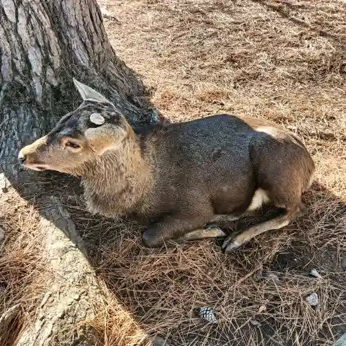 興福寺 南円堂の{uncategorized: "未分類", other: "その他", undefined: "問題あり", building: "その他建物", grave: "お墓", sacred_gate: "鳥居", guardian: "狛犬", statue: "像", buddha: "仏像", history: "歴史", nature: "自然", garden: "庭園", animal: "動物", pagoda: "塔", temizu: "手水舎", mountain_gate: "山門・神門", sanctuary: "本殿・本堂", subordinate: "末社・摂社", art: "芸術", scenery: "景色", jizo: "地蔵", ema: "絵馬", goshuin: "御朱印", omikuji: "おみくじ", items: "授与品その他", amulet: "お守り", goshuincho: "御朱印帳", eats: "食事", festival: "お祭り", votive_dance: "神楽", shichigosan: "七五三参", wedding: "結婚式", experience: "体験その他", initially: "初詣", around: "周辺", anti_infection: "感染症対策"}
