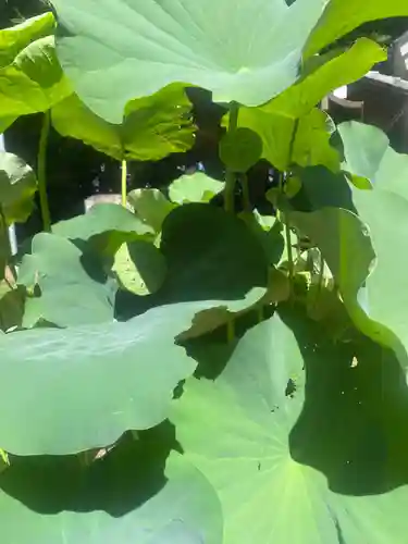 畑子安神社(千葉県)