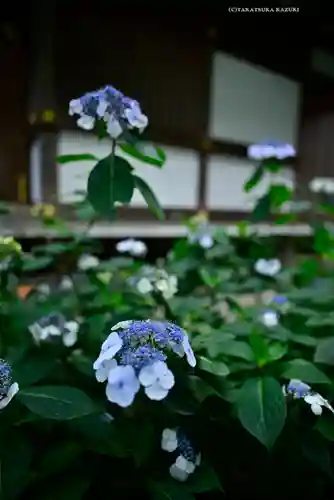 高幡不動尊　金剛寺の自然