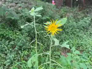 大宮温泉神社の自然(2022年08月26日(金) 08時08分33秒投稿)