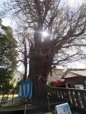 鶴嶺八幡宮(神奈川県)