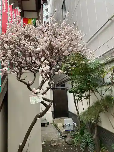 薬研堀不動院(川崎大師東京別院)の自然