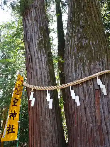 聖神社の自然