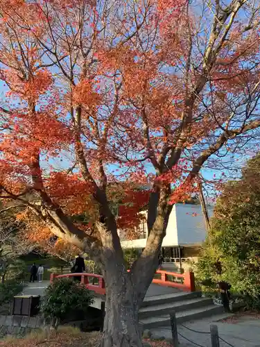 鶴岡八幡宮の自然
