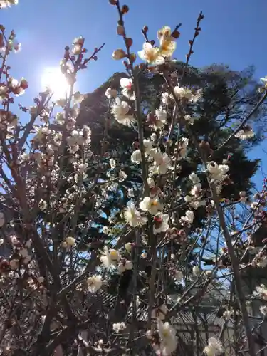 時宗総本山 遊行寺（正式：清浄光寺）(神奈川県)
