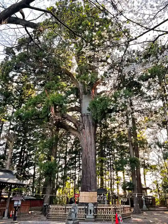 日高神社の自然