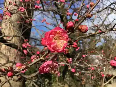 北野天満宮(京都府)