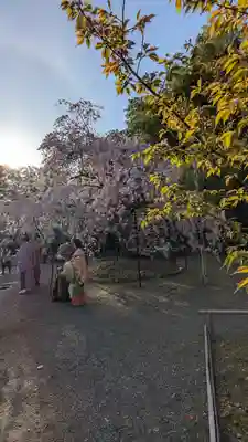 平野神社(京都府)