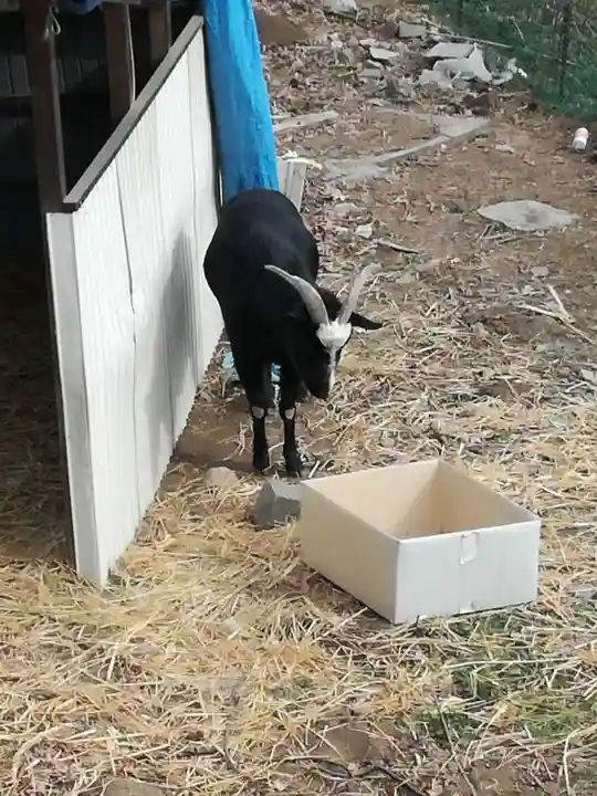 賀茂別雷神社の動物