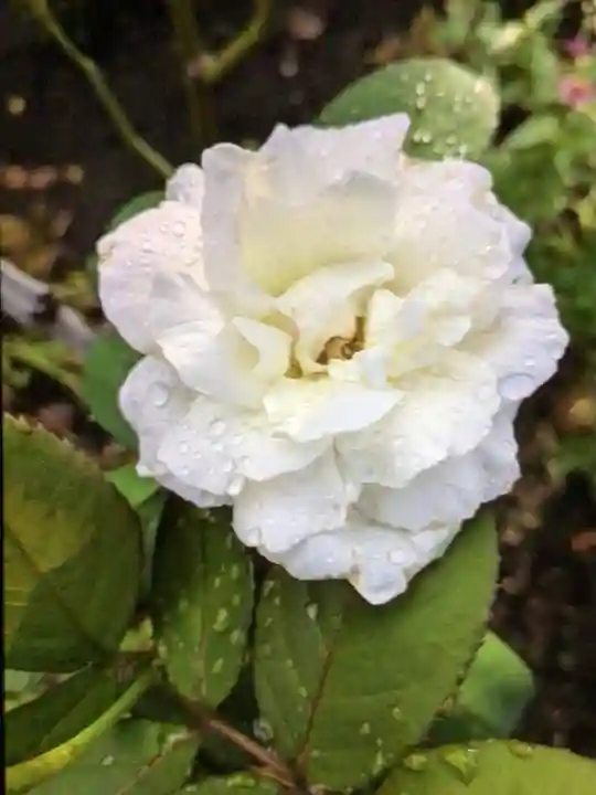 福蔵院(東京都)