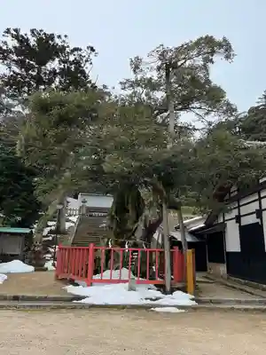 山王宮日吉神社の自然