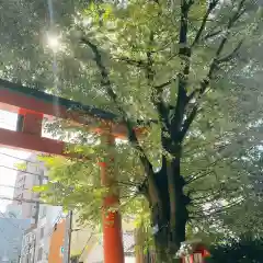 赤城神社の鳥居