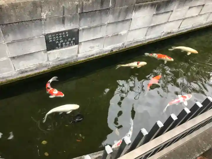鮫州八幡神社の動物