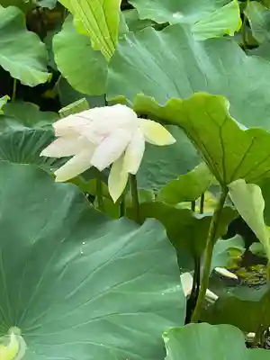 青井阿蘇神社(熊本県)