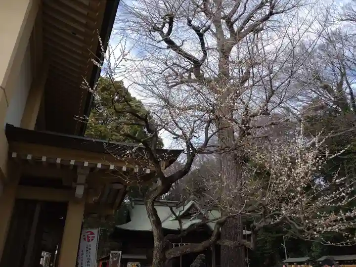谷保天満宮(東京都)