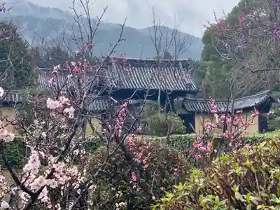 隨心院(随心院)(京都府)