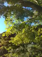 黄梅院(円覚寺塔頭)の自然