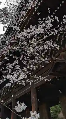 知恩院(京都府)