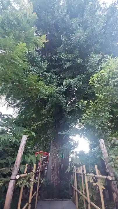 成子天神社の自然