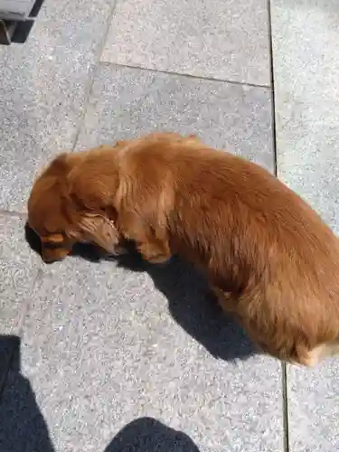 杉杜白髭神社(福井県)