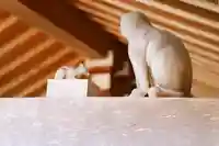 温泉山 安楽寺(四国霊場第六番札所)の狛犬