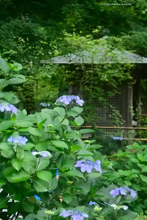 明月院(神奈川県)