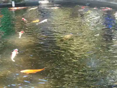 伊豆山神社の動物