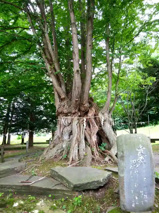 美幌神社の自然