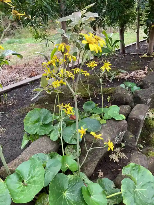 極楽寺(霊鷲山感應院極楽律寺)の自然