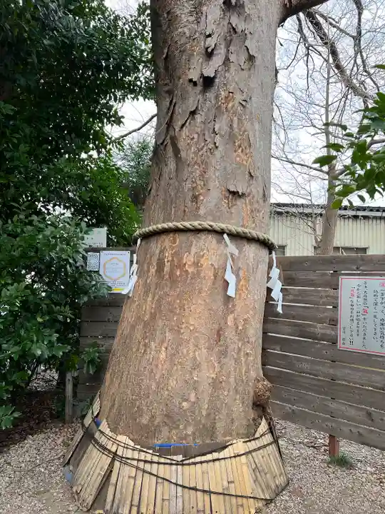 鎮守氷川神社の自然