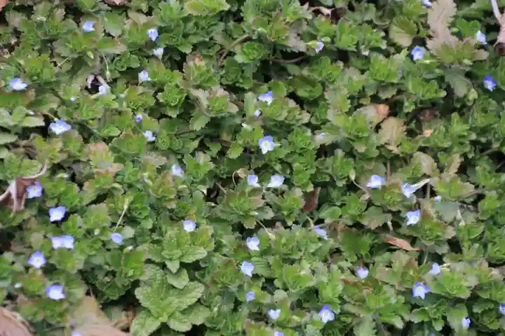 三春大神宮の自然