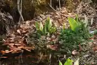 鹿島大神宮の自然