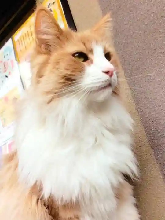 駒込妙義神社(東京都)