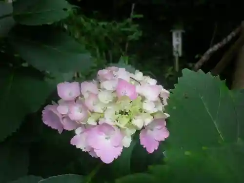 荏柄天神社の自然