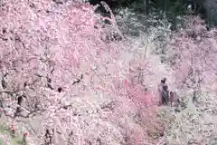 大縣神社の自然