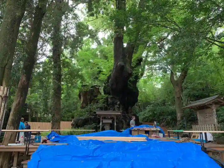 來宮神社の自然