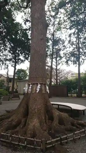 星川杉山神社の自然