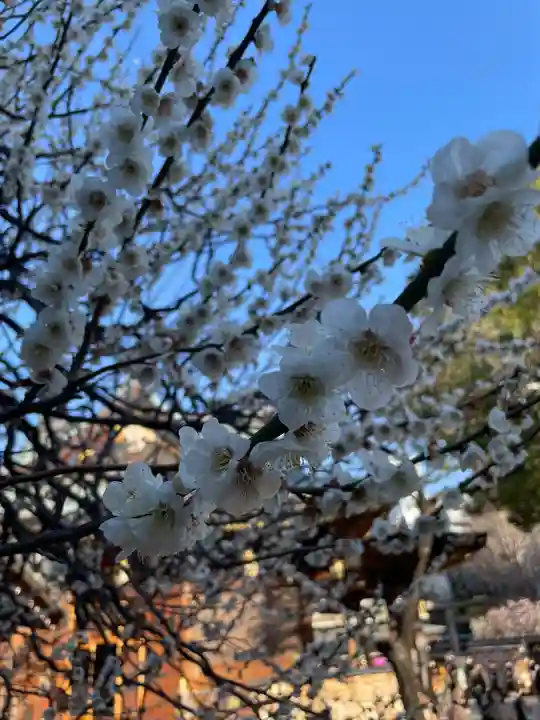 湯島天満宮の自然