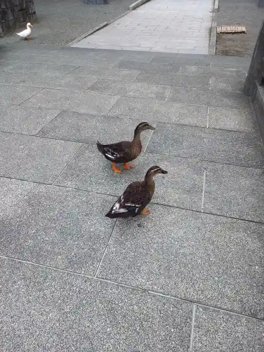 平塚八幡宮(神奈川県)