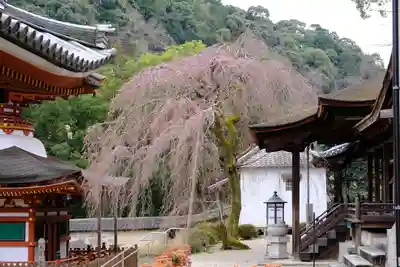 金剛寺(大阪府)