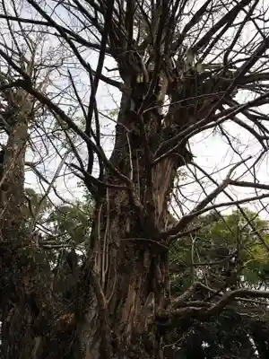 赤坂氷川神社(東京都)