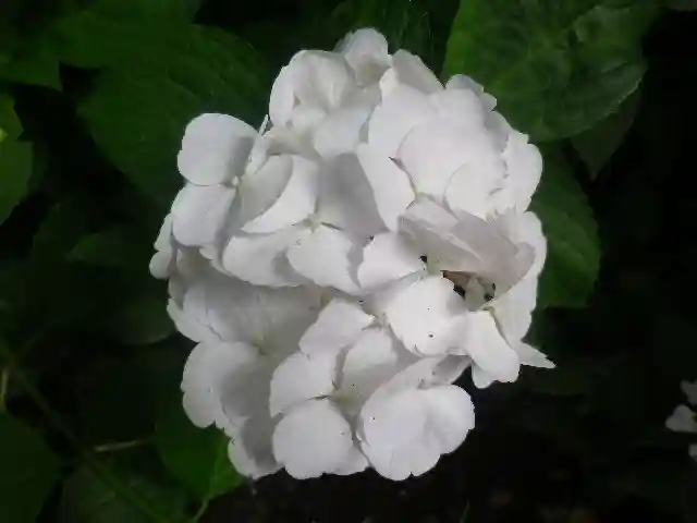 御霊神社の自然