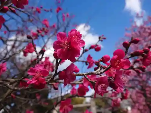 岡崎天満宮の自然