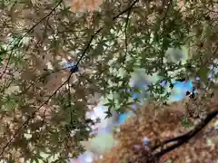 北口本宮冨士浅間神社(山梨県)